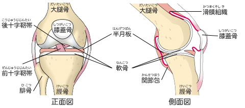 膝関節部の正面図と側面図